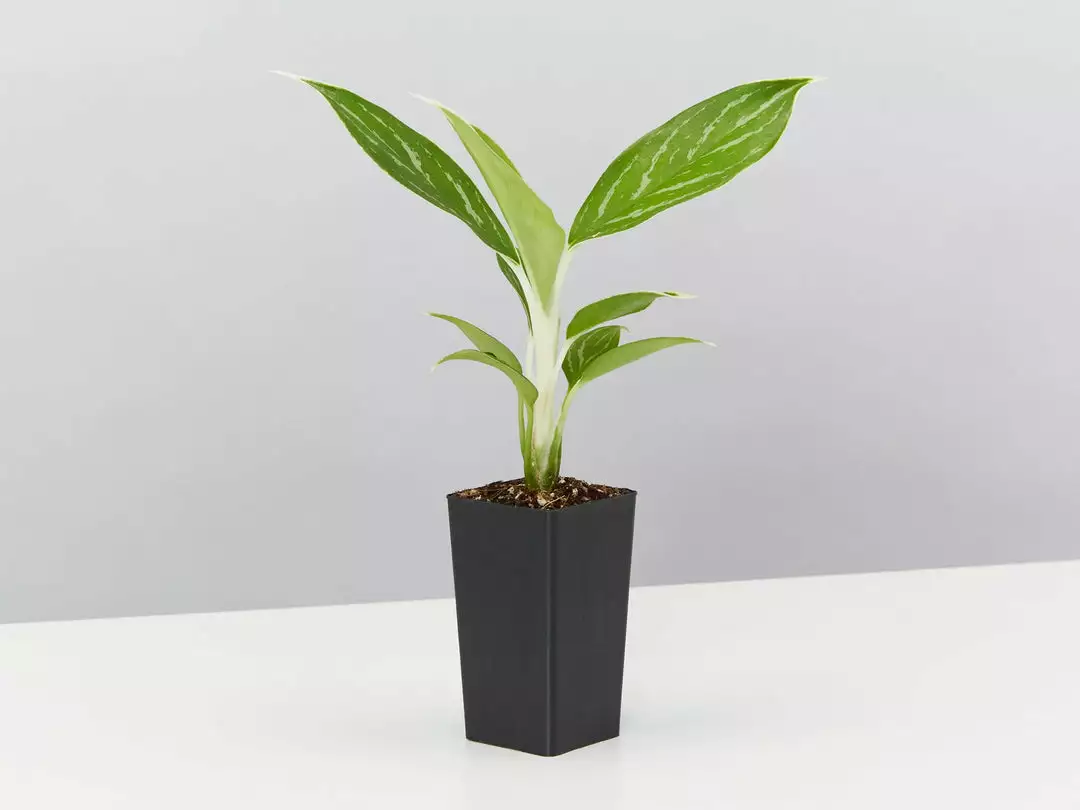 Indoor Garden Aglaonema Mixed Box - The Chinese Evergreen Box 7 Indoor Garden Aglaonema Mixed Box - The Chinese Evergreen Box