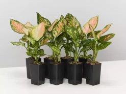 Indoor Garden Aglaonema Commutatum Favonian Easy Care Plants