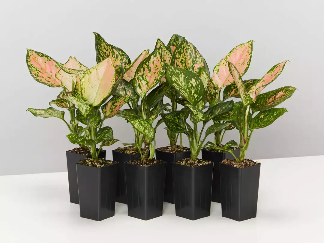 Indoor Garden Aglaonema Commutatum Favonian Easy Care Plants 3 Indoor Garden Aglaonema Commutatum Favonian Easy Care Plants