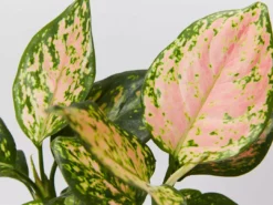 Indoor Garden Aglaonema Commutatum Favonian Easy Care Plants