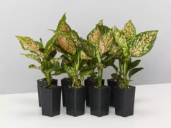Indoor Garden Aglaonema Commutatum Wishes