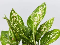 Indoor Garden Aglaonema Commutatum Wishes