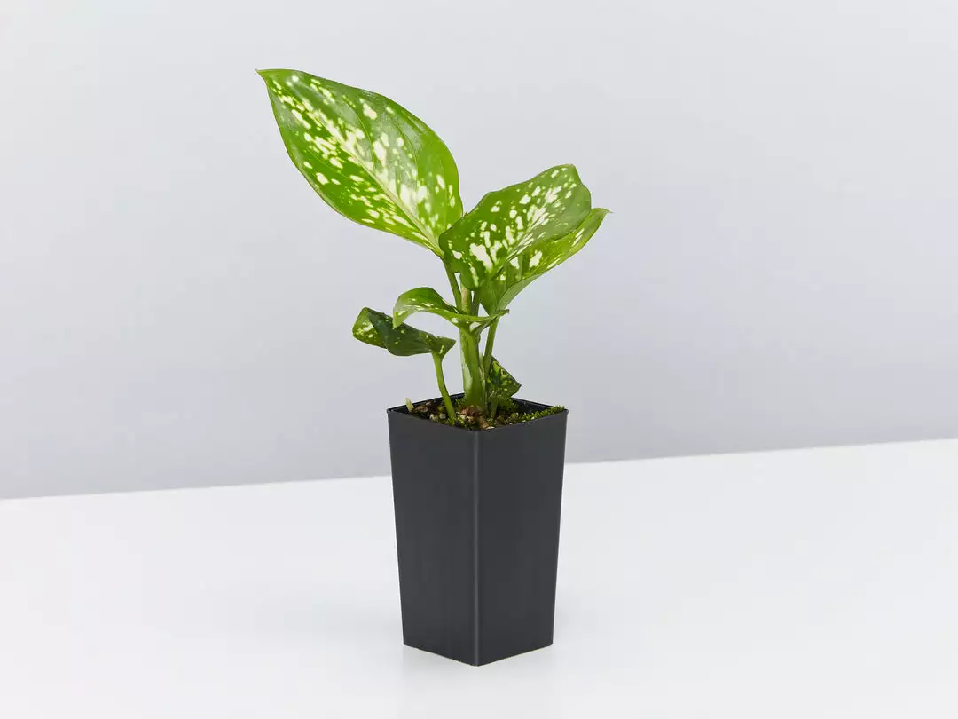 Indoor Garden Gift Kits Greenwall Kit - Includes Plants 13 Indoor Garden Gift Kits Greenwall Kit - Includes Plants