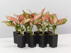 Indoor Garden Easy Care Plants Aglaonema Commutatum "Lady Valentine" Houseplant Pack