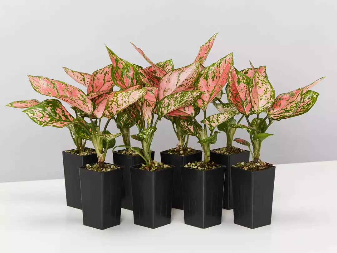 Indoor Garden Easy Care Plants Aglaonema Commutatum "Lady Valentine" Houseplant Pack 3 Indoor Garden Easy Care Plants Aglaonema Commutatum "Lady Valentine" Houseplant Pack