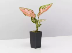 Indoor Garden Easy Care Plants Aglaonema Commutatum "Lady Valentine" Houseplant Pack