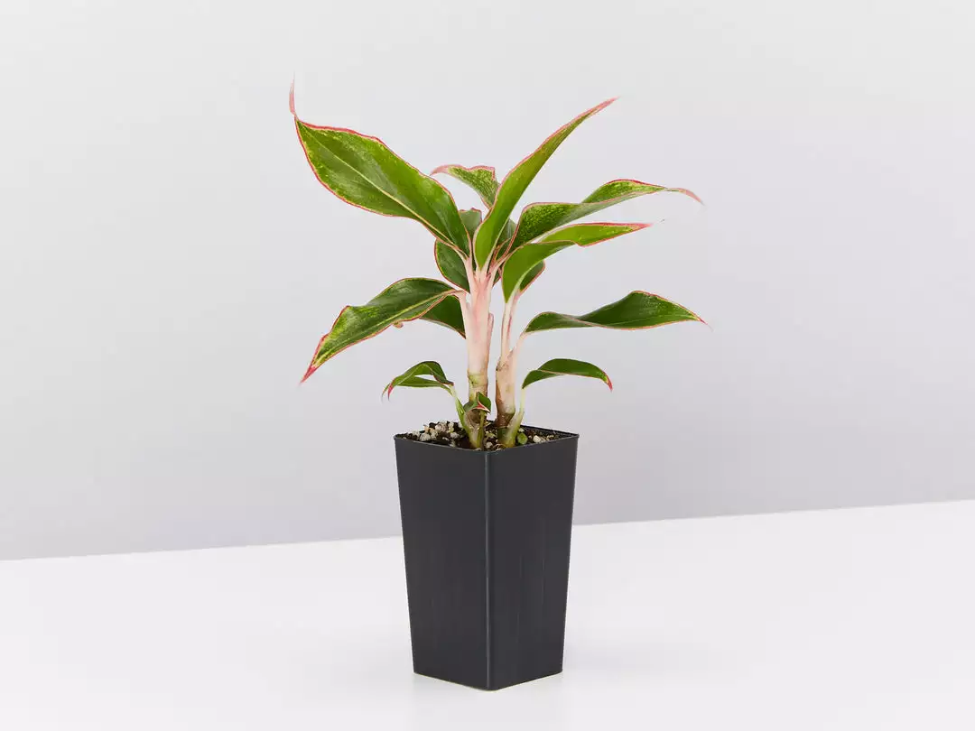 Indoor Garden Aglaonema Mixed Box - The Chinese Evergreen Box 8 Indoor Garden Aglaonema Mixed Box - The Chinese Evergreen Box