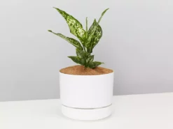 Pot + Plant Gift Box Aglaonema Thai Snowflake - Pot + Plant + Soil 21 Pot + Plant Gift Box Aglaonema Thai Snowflake - Pot + Plant + Soil