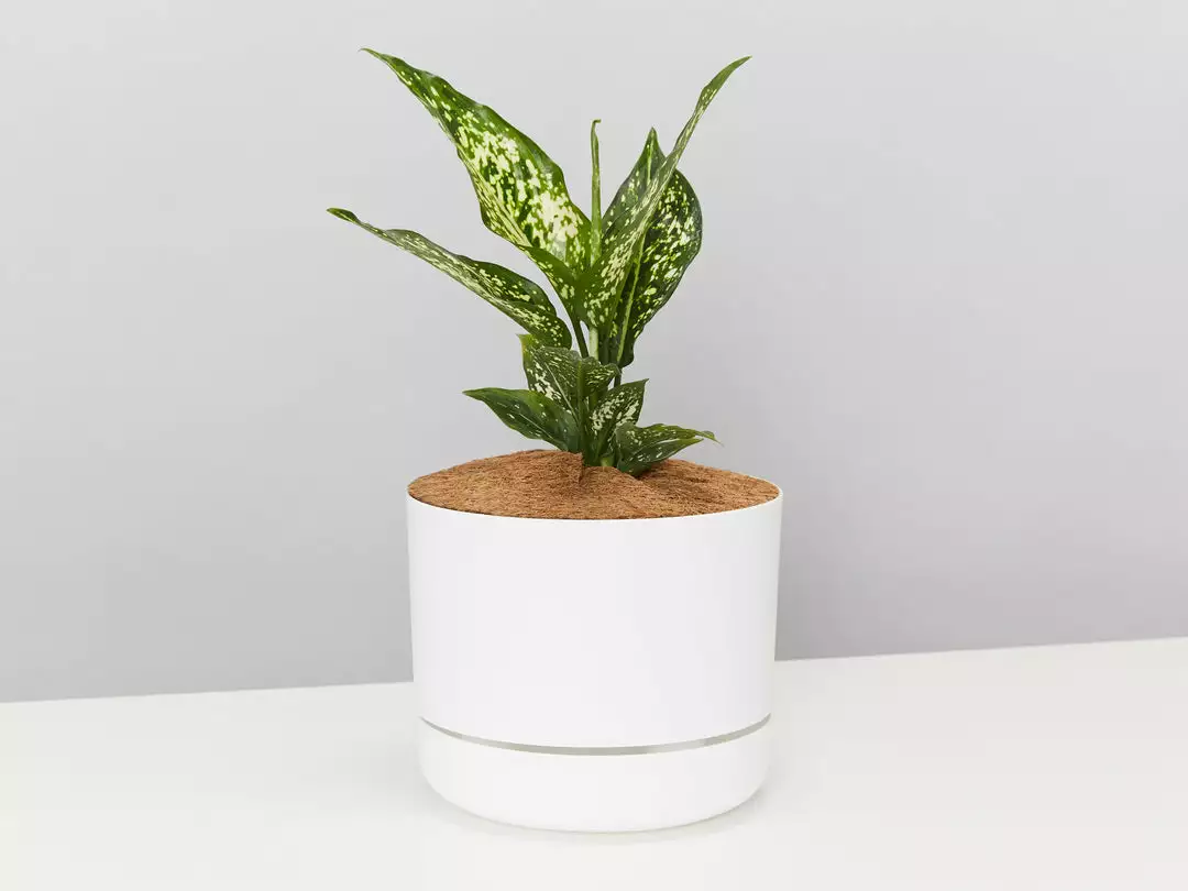 Pot + Plant Gift Box Aglaonema Thai Snowflake - Pot + Plant + Soil 7 Pot + Plant Gift Box Aglaonema Thai Snowflake - Pot + Plant + Soil
