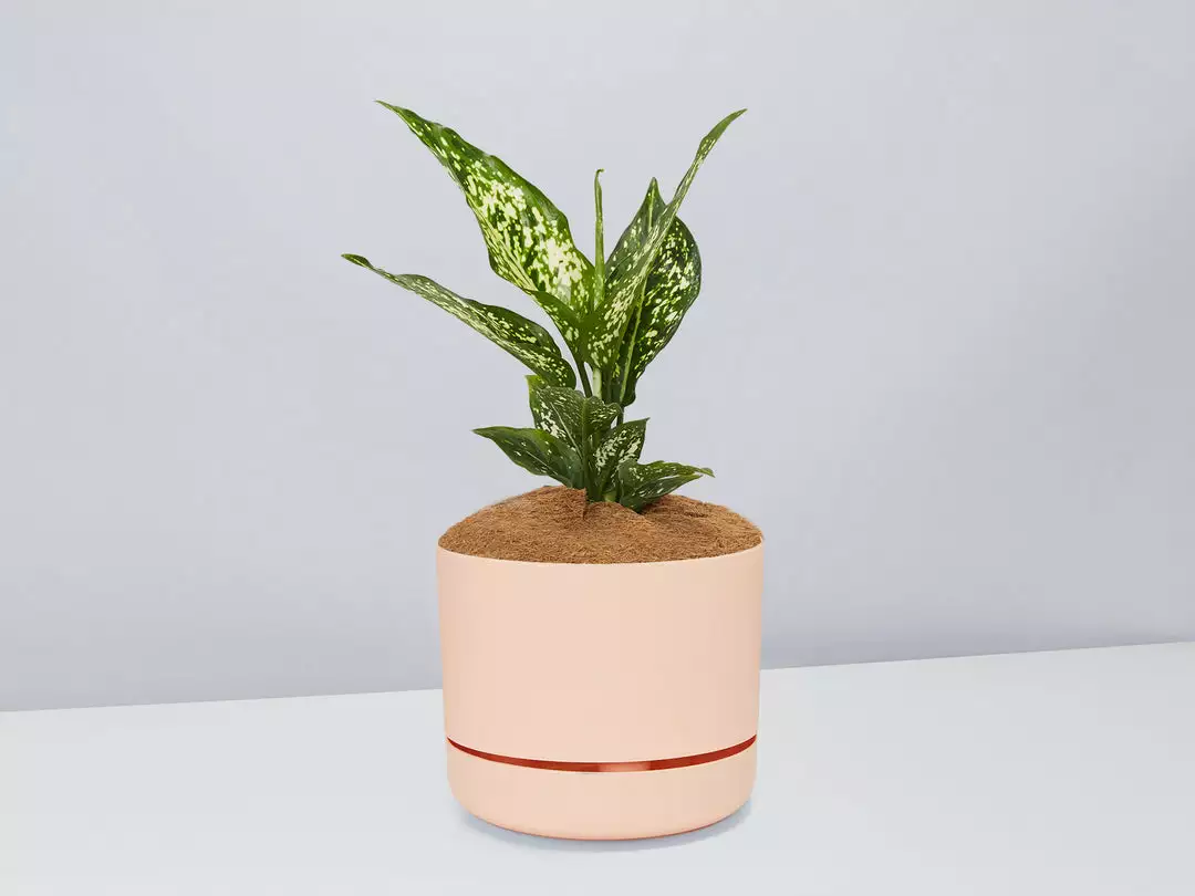 Pot + Plant Gift Box Aglaonema Thai Snowflake - Pot + Plant + Soil 8 Pot + Plant Gift Box Aglaonema Thai Snowflake - Pot + Plant + Soil