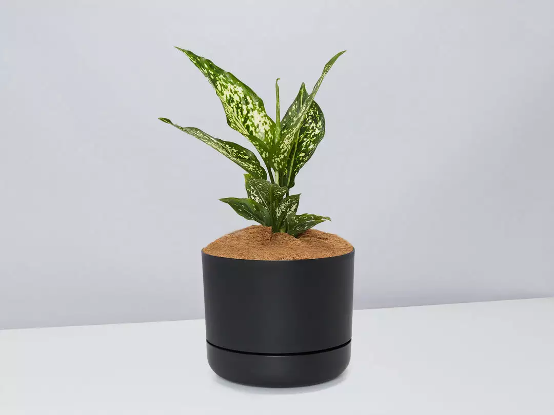 Pot + Plant Gift Box Aglaonema Thai Snowflake - Pot + Plant + Soil 9 Pot + Plant Gift Box Aglaonema Thai Snowflake - Pot + Plant + Soil