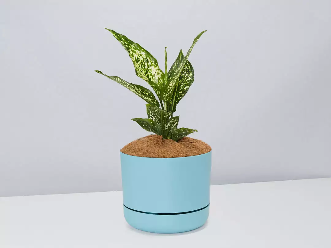Pot + Plant Gift Box Aglaonema Thai Snowflake - Pot + Plant + Soil 5 Pot + Plant Gift Box Aglaonema Thai Snowflake - Pot + Plant + Soil