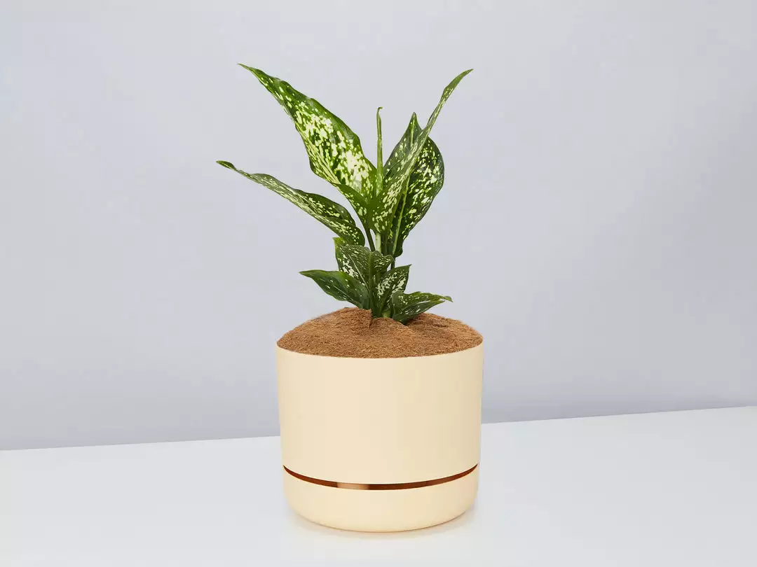 Pot + Plant Gift Box Aglaonema Thai Snowflake - Pot + Plant + Soil 3 Pot + Plant Gift Box Aglaonema Thai Snowflake - Pot + Plant + Soil