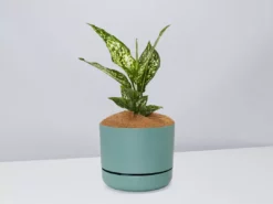 Pot + Plant Gift Box Aglaonema Thai Snowflake - Pot + Plant + Soil 24 Pot + Plant Gift Box Aglaonema Thai Snowflake - Pot + Plant + Soil