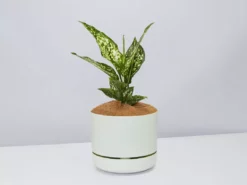 Pot + Plant Gift Box Aglaonema Thai Snowflake - Pot + Plant + Soil 20 Pot + Plant Gift Box Aglaonema Thai Snowflake - Pot + Plant + Soil