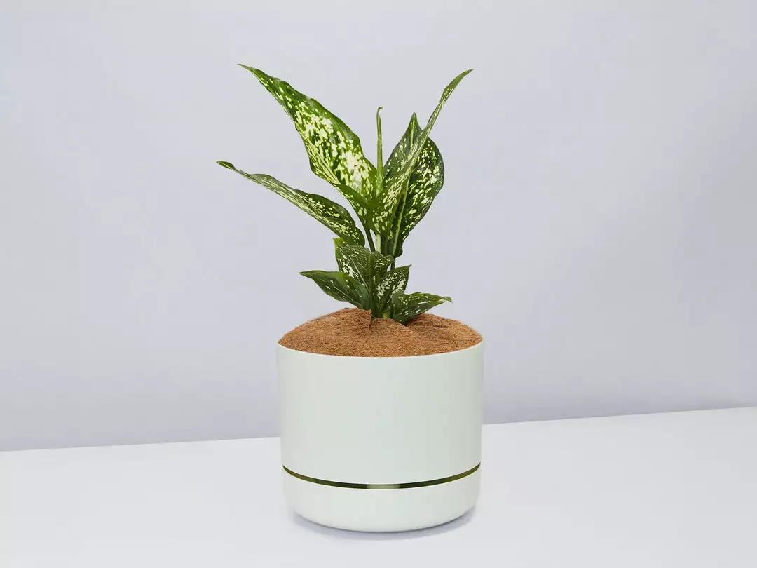 Pot + Plant Gift Box Aglaonema Thai Snowflake - Pot + Plant + Soil 6 Pot + Plant Gift Box Aglaonema Thai Snowflake - Pot + Plant + Soil