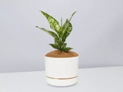 Pot + Plant Gift Box Aglaonema Thai Snowflake - Pot + Plant + Soil