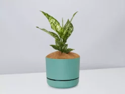 Pot + Plant Gift Box Aglaonema Thai Snowflake - Pot + Plant + Soil 25 Pot + Plant Gift Box Aglaonema Thai Snowflake - Pot + Plant + Soil