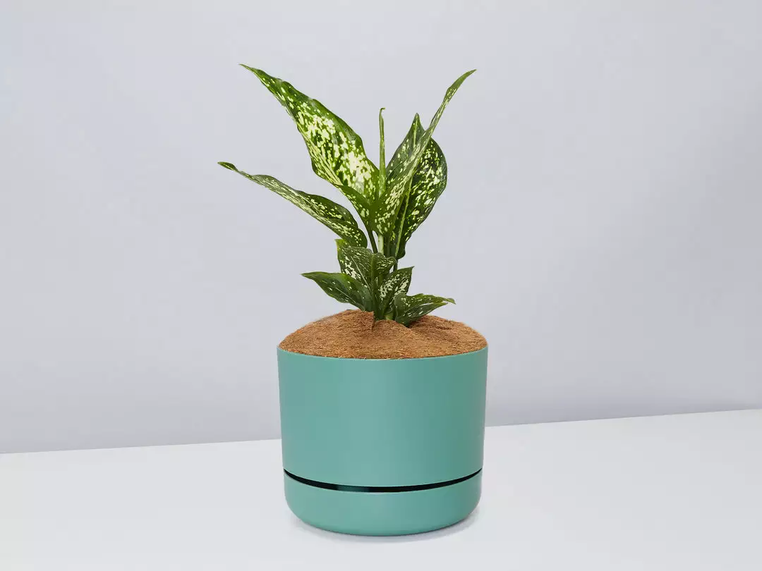 Pot + Plant Gift Box Aglaonema Thai Snowflake - Pot + Plant + Soil 11 Pot + Plant Gift Box Aglaonema Thai Snowflake - Pot + Plant + Soil