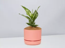 Pot + Plant Gift Box Aglaonema Thai Snowflake - Pot + Plant + Soil 26 Pot + Plant Gift Box Aglaonema Thai Snowflake - Pot + Plant + Soil