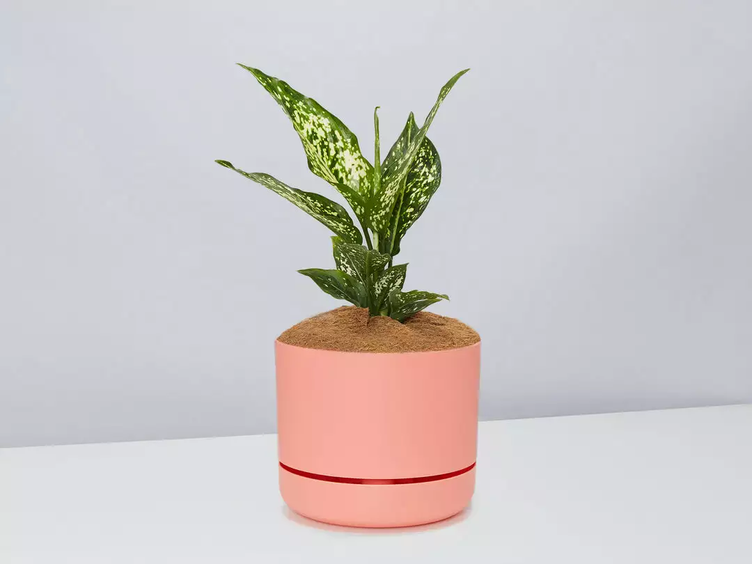 Pot + Plant Gift Box Aglaonema Thai Snowflake - Pot + Plant + Soil 12 Pot + Plant Gift Box Aglaonema Thai Snowflake - Pot + Plant + Soil