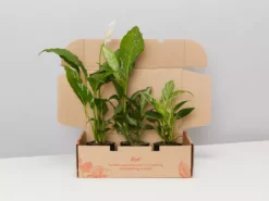 Indoor Garden Air Purifying Air Purifier Houseplant Pack - Larger Sized Plants