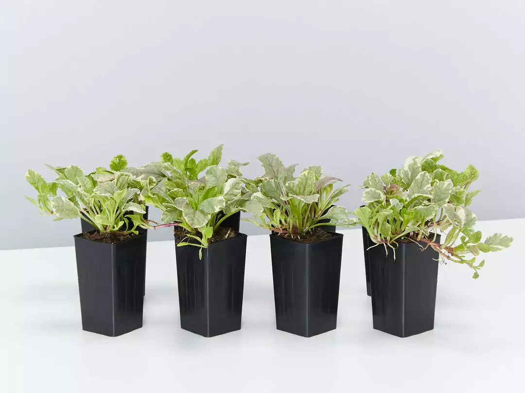 Shrubs Ajuga Reptans Burgundy Lace Full Sun 3 Shrubs Ajuga Reptans Burgundy Lace Full Sun