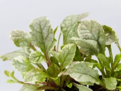 Shrubs Ajuga Reptans Burgundy Lace Full Sun