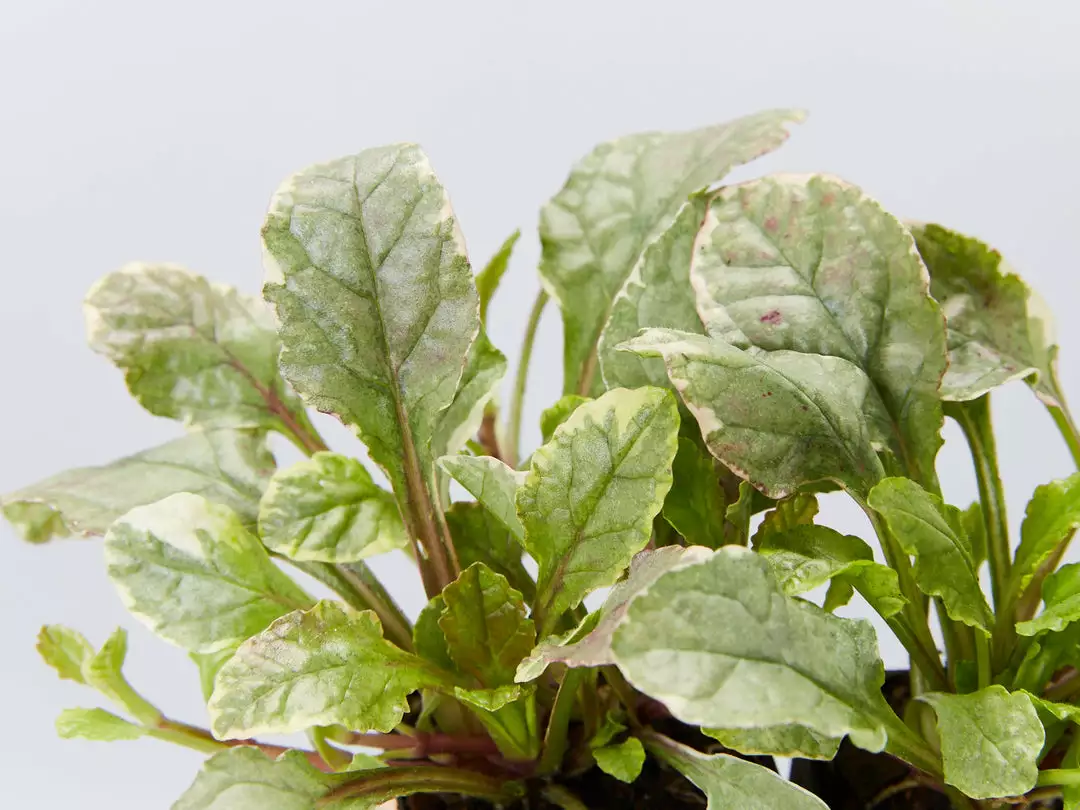 Shrubs Ajuga Reptans Burgundy Lace Full Sun 4 Shrubs Ajuga Reptans Burgundy Lace Full Sun
