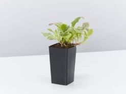 Shrubs Ajuga Reptans Burgundy Lace Full Sun 10 Shrubs Ajuga Reptans Burgundy Lace Full Sun