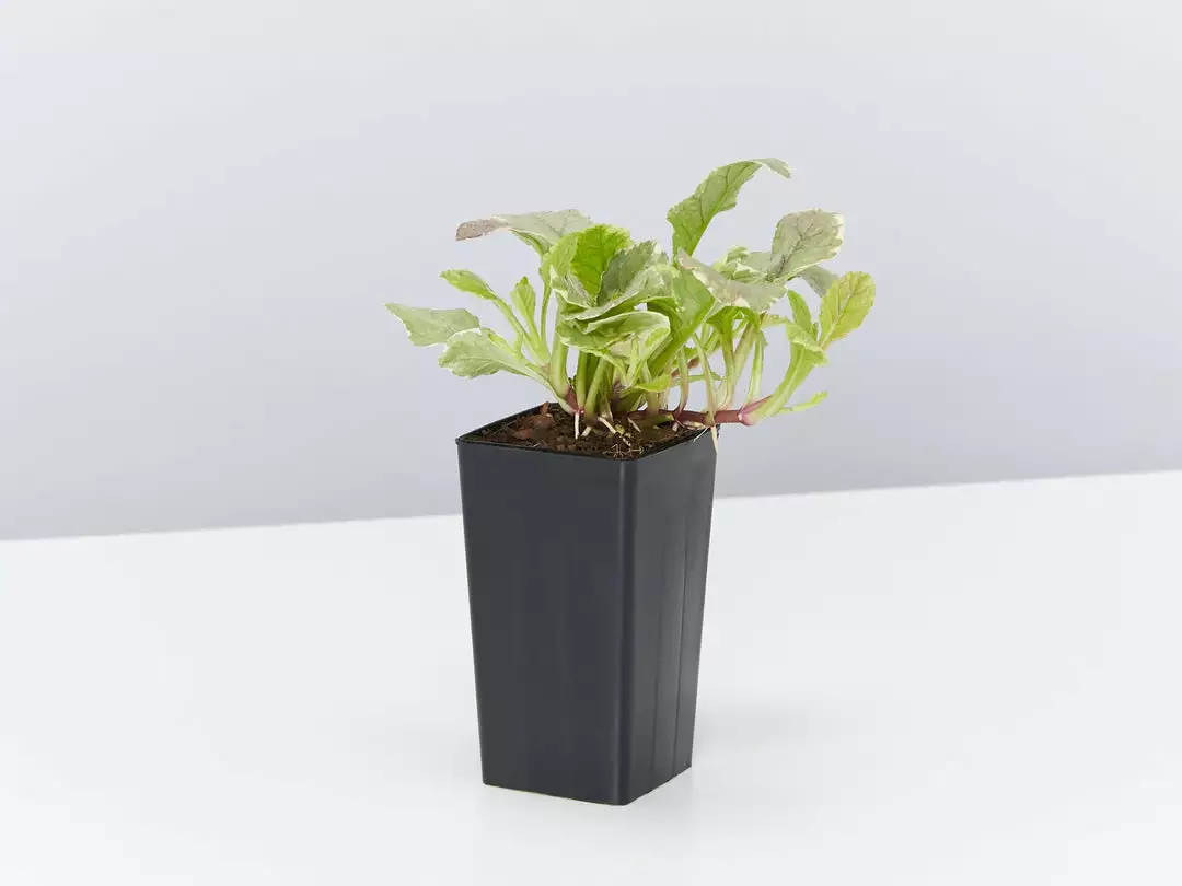 Shrubs Ajuga Reptans Burgundy Lace Full Sun 5 Shrubs Ajuga Reptans Burgundy Lace Full Sun