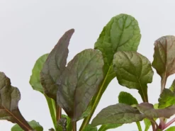 Shrubs Ajuga Reptans Purpurea Matt Forming Ground Cover Pack Border Plants