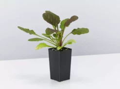 Shrubs Ajuga Reptans Purpurea Matt Forming Ground Cover Pack Border Plants