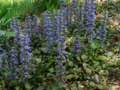 Shrubs Ajuga Reptans