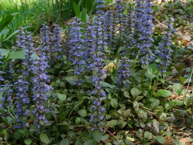 Shrubs Ajuga Reptans 4 Shrubs Ajuga Reptans