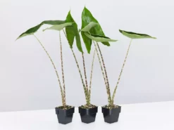 Indoor Garden Alocasia Zebrina Alocasias