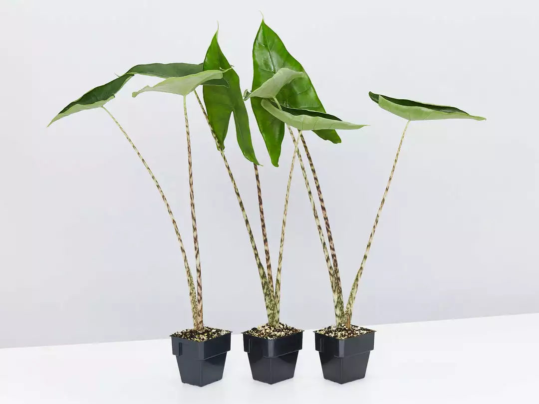 Indoor Garden Alocasia Zebrina Alocasias 2 Indoor Garden Alocasia Zebrina Alocasias