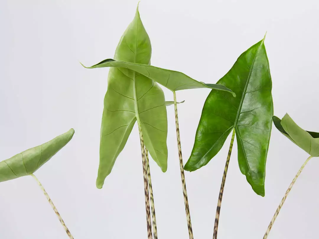 Indoor Garden Alocasia Zebrina Alocasias 3 Indoor Garden Alocasia Zebrina Alocasias