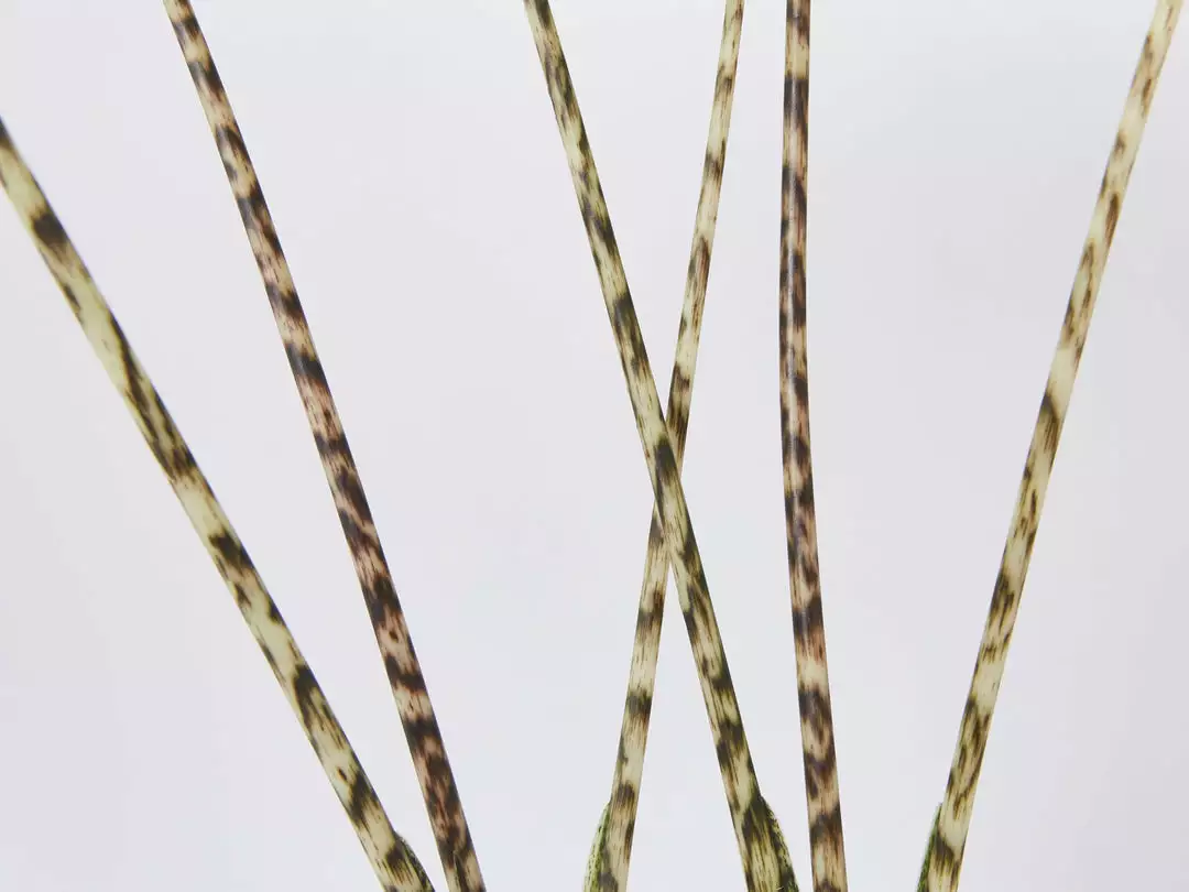 Indoor Garden Alocasia Zebrina Alocasias 4 Indoor Garden Alocasia Zebrina Alocasias