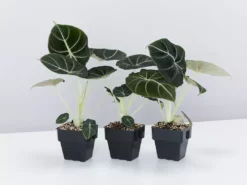 Indoor Garden Alocasia Reginula 'Black Velvet' - 85mm