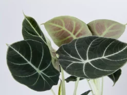Indoor Garden Alocasia Reginula 'Black Velvet' - 85mm