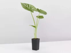 Indoor Garden Alocasias Alocasia Calidora Dwarf