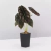 Indoor Garden Alocasia Cuprea Alocasias