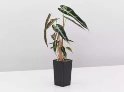 Indoor Garden Alocasia Lowii 'Bebe'/'Bambino'