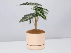 Pot + Plant Gift Box Alocasia Lowii Polly Amazonica - Pot + Plant + Soil