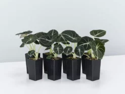 Indoor Garden Alocasia Reginula 'Black Velvet' Elephant Ears Plant Alocasias