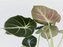 Indoor Garden Alocasia Reginula 'Black Velvet' Elephant Ears Plant Alocasias