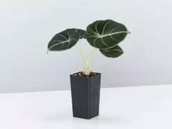 Indoor Garden Alocasia Reginula 'Black Velvet' Elephant Ears Plant Alocasias