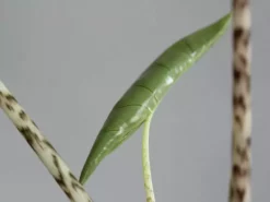 Indoor Garden Alocasia Zebrina Alocasias 13 Indoor Garden Alocasia Zebrina Alocasias