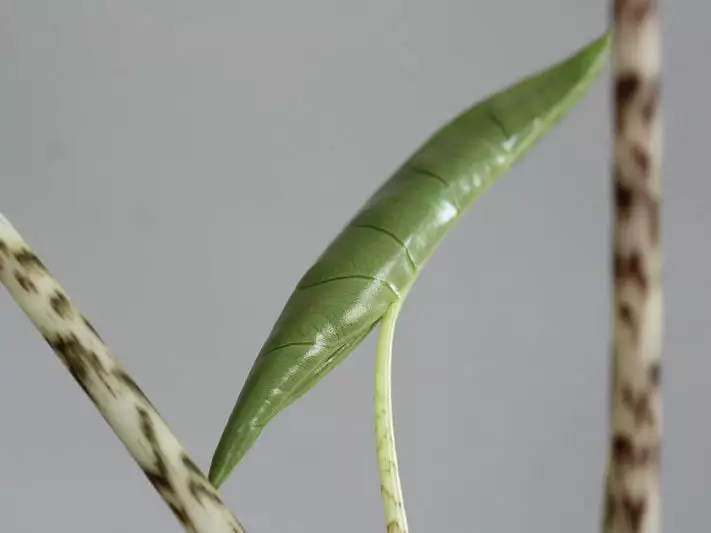 Indoor Garden Alocasia Zebrina Alocasias 7 Indoor Garden Alocasia Zebrina Alocasias